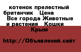 котенок прелестный британчик › Цена ­ 12 000 - Все города Животные и растения » Кошки   . Крым